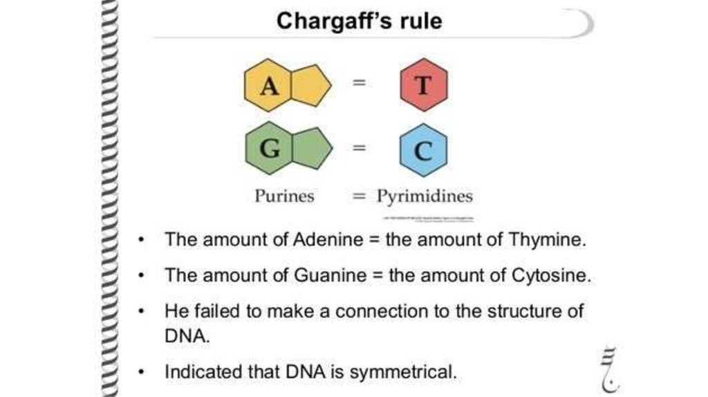 Chargaff Rules Online Presentation