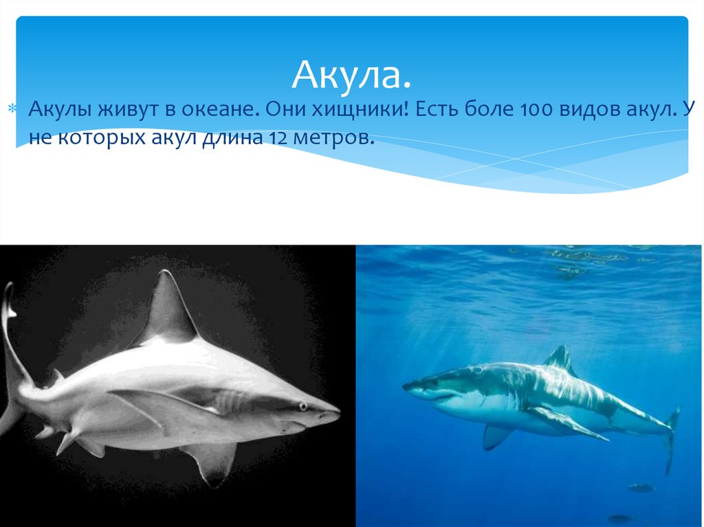 Акула.