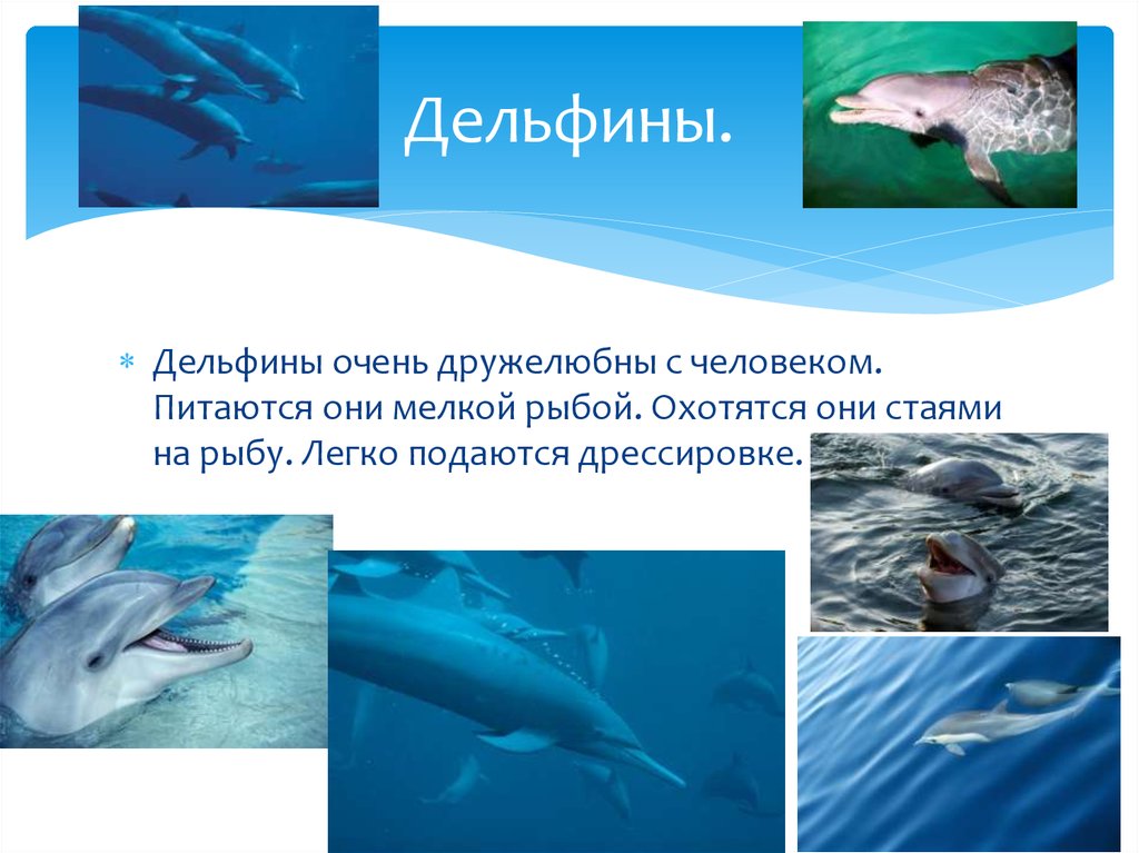Дельфины.