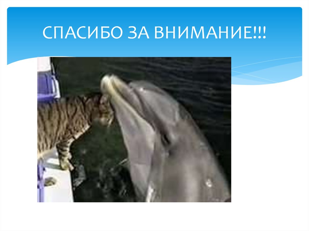 СПАСИБО ЗА ВНИМАНИЕ!!!