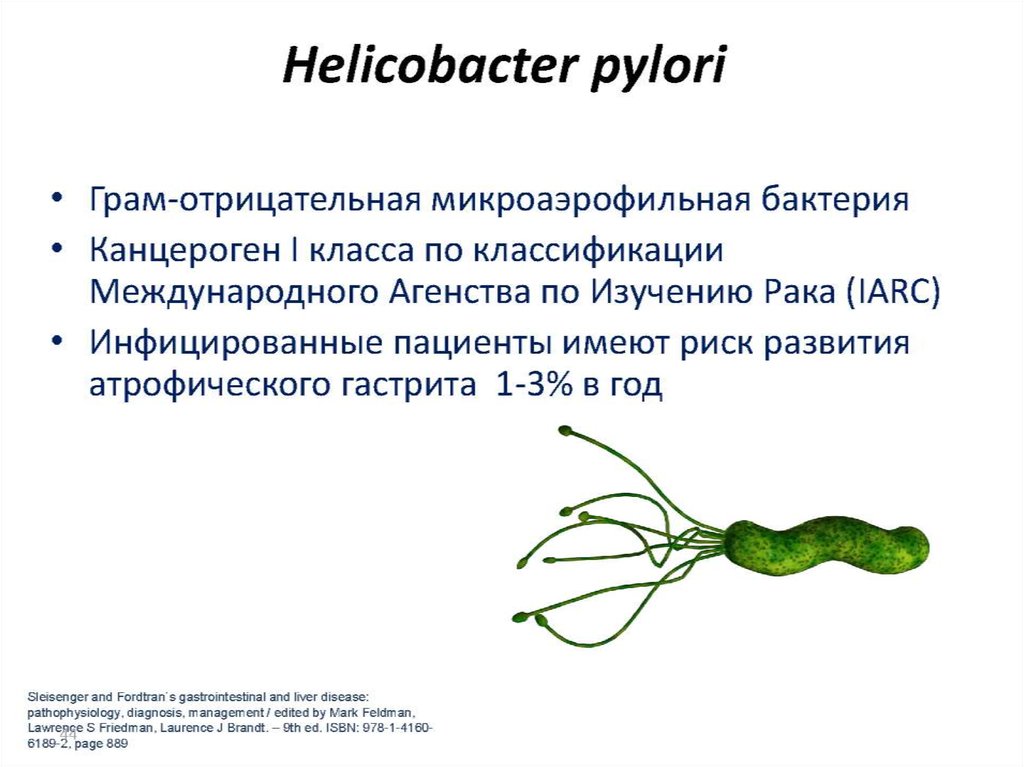 Infeccion por helicobacter pylori