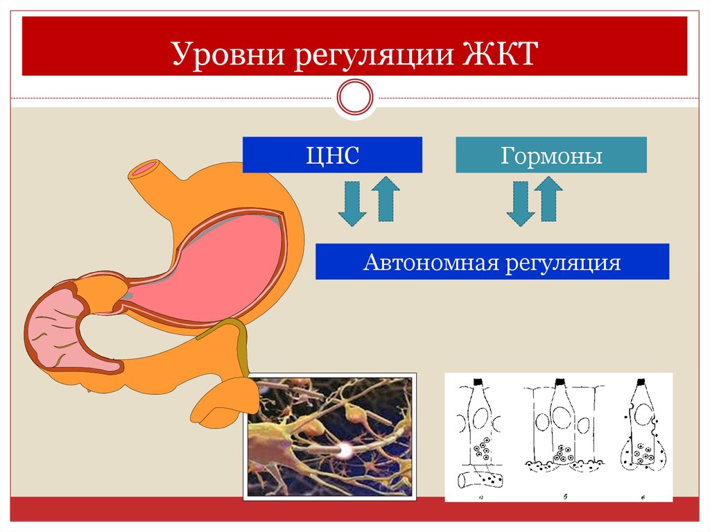 Гормоны желудка. Регуляция ЖКТ. Гормоны ЖКТ регуляция. Уровни регуляции ЖКТ. Автономная регуляции ЖКТ.