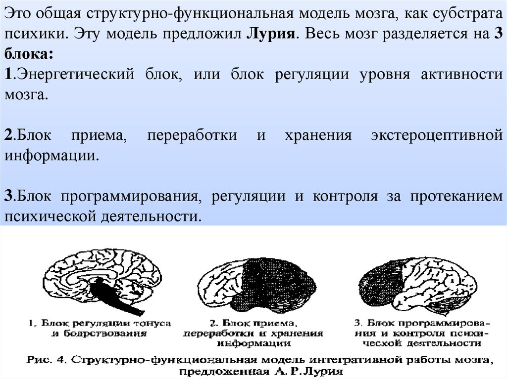 Функциональные теории мозга. Блоки мозга по Лурия 3 блок. Функциональные блоки мозга (а. р. Лурия). Функциональные блоки головного мозга по а.р Лурия. Общая структурно-функциональная модель мозга.