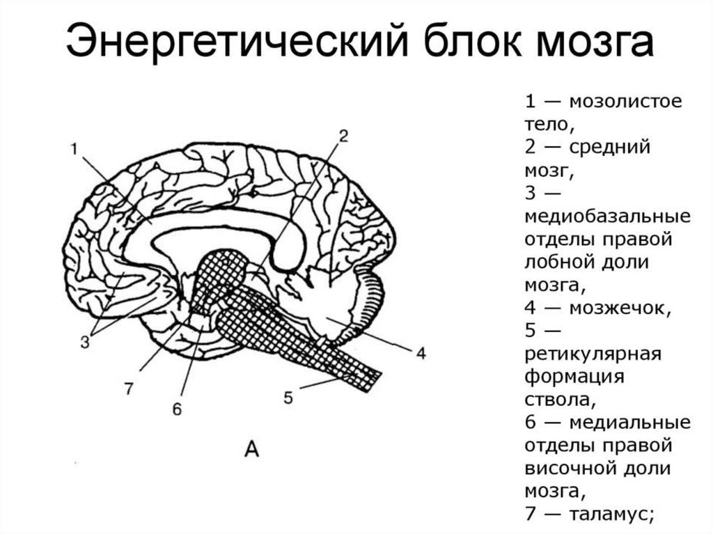 Блоки мозга по лурия с картинками