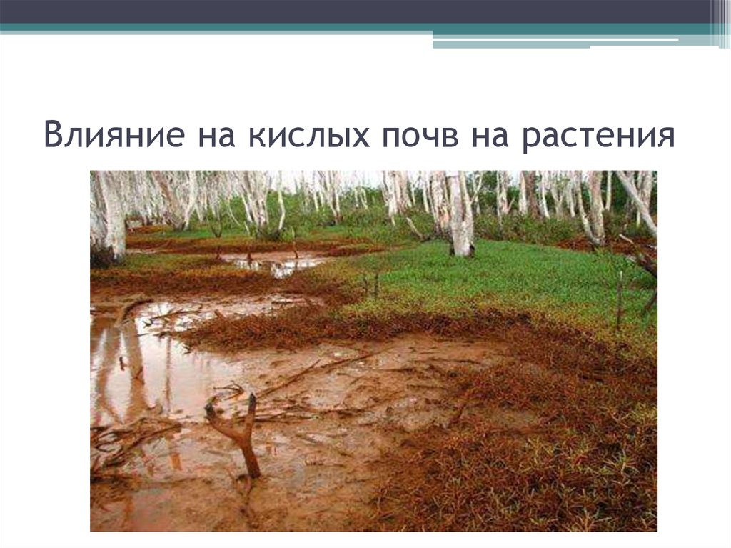 Влияния почв на растительность. Влияние почвы на растения. Влияние растительности на почву. Растения кислых почв. Как почва влияет на растительность.