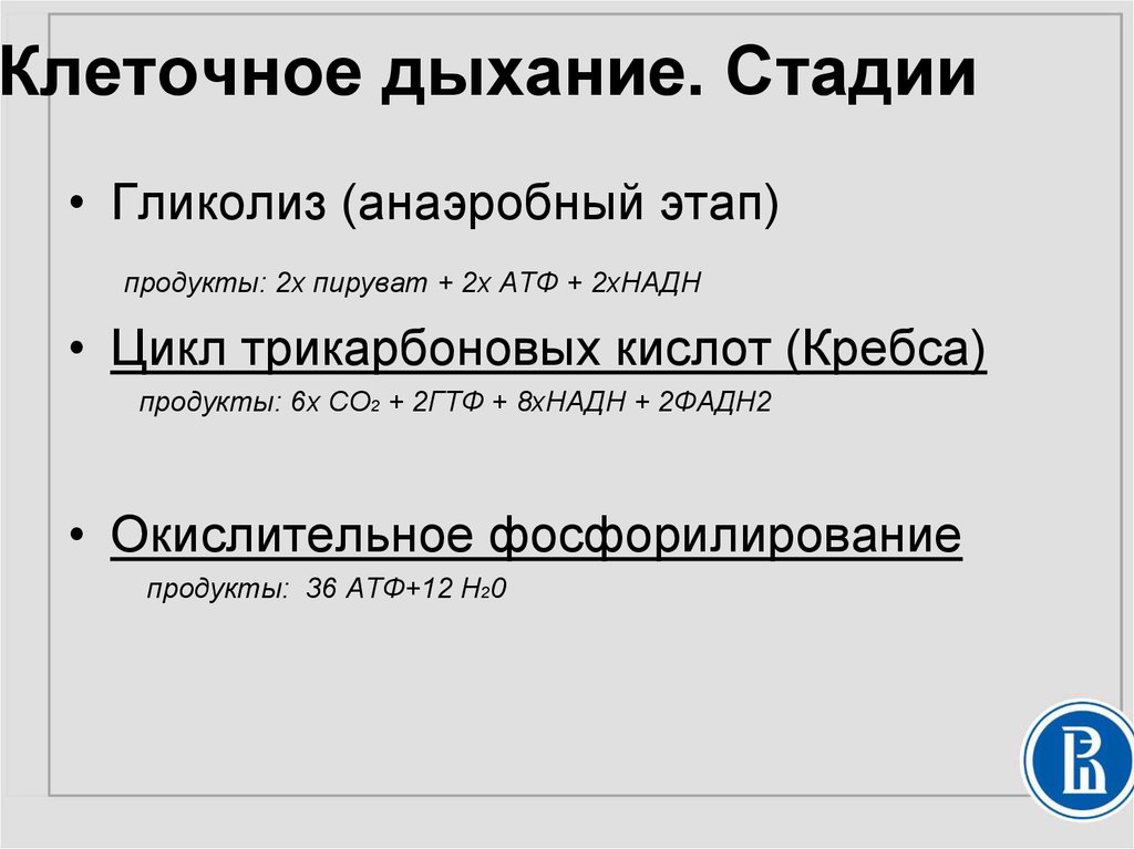 Во сколько раз клеточное дыхание эффективнее гликолиза в энергетическом плане