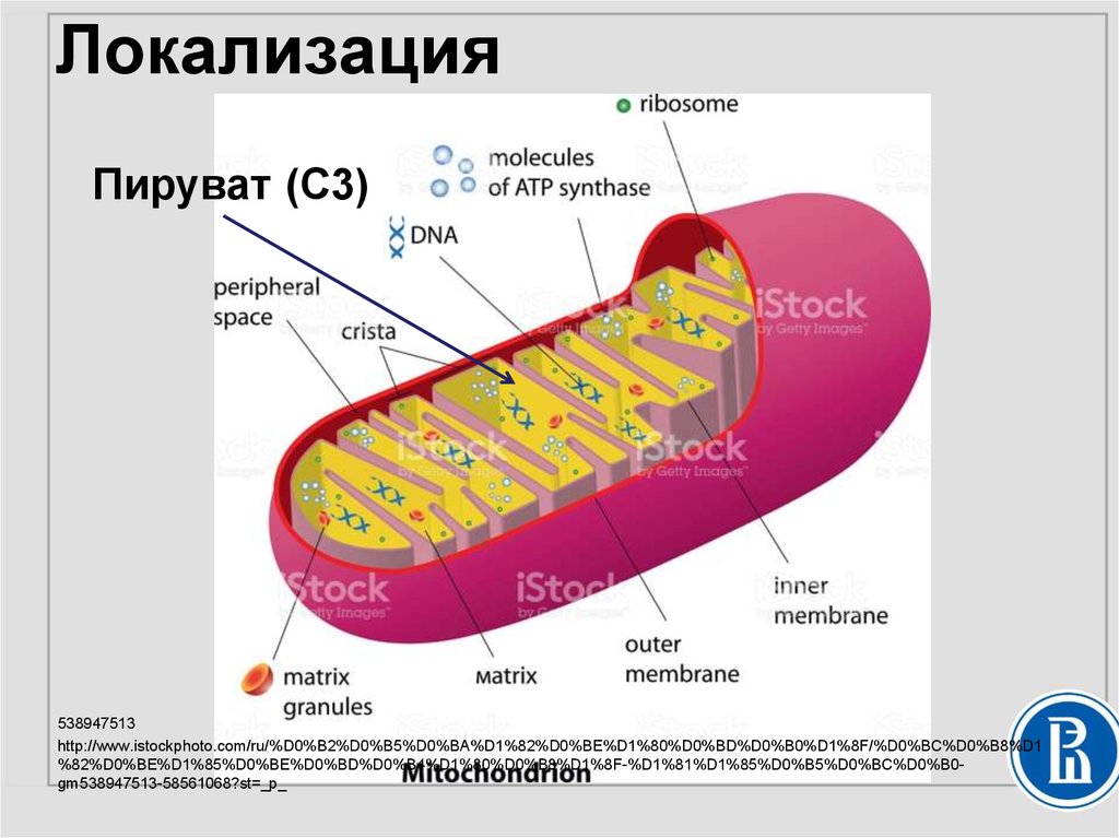 Установите последовательность клеточного дыхания