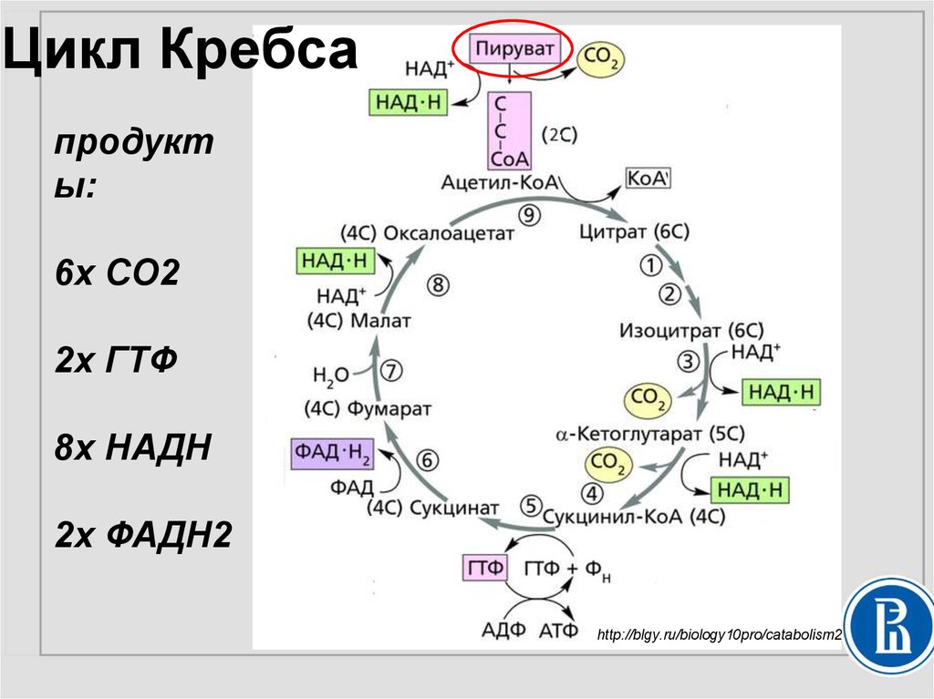 Синтез атф цикл кребса. Цикл трикарбоновых кислот ЦТК биохимия. Пируват цикл Кребса схема. Цикл трикарбоновых кислот Кребса биохимия. Цикл Кребса НАДФ.