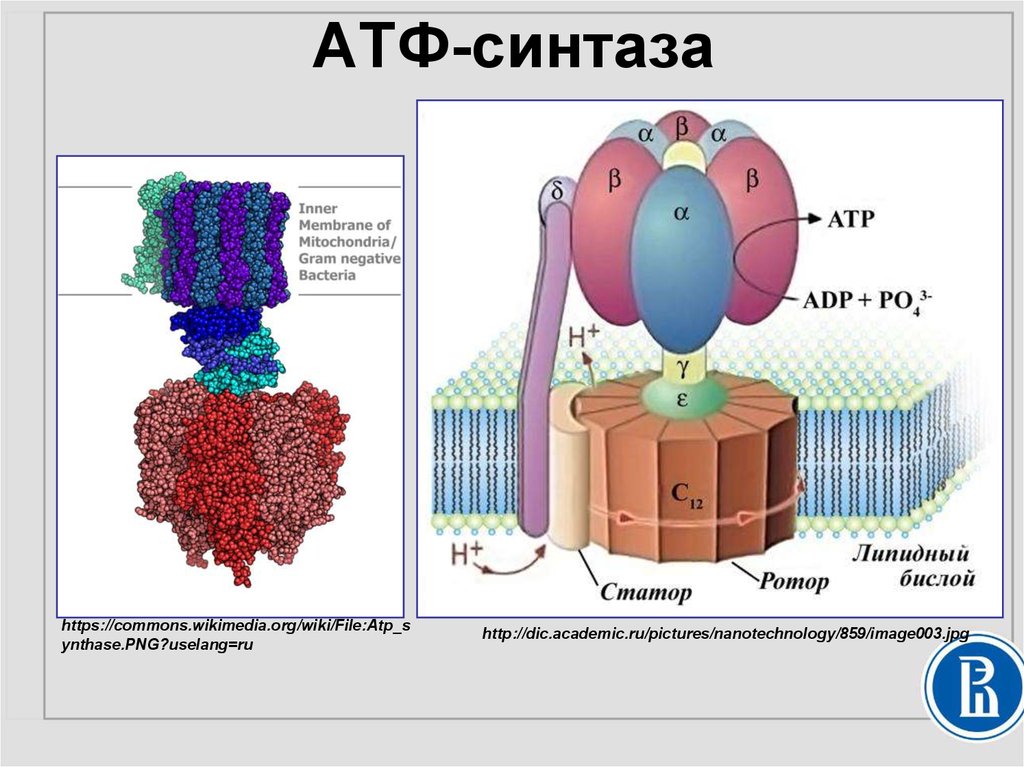 Атф синтетаза хлоропласта