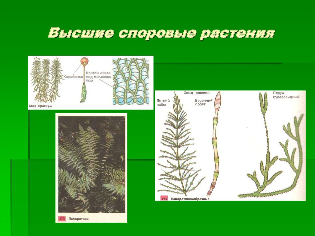 Высшие споровые растения класс. Вымершие споровые растения. Споровые растения презентация. Лишайники споровые растения. Представители споровых растений.