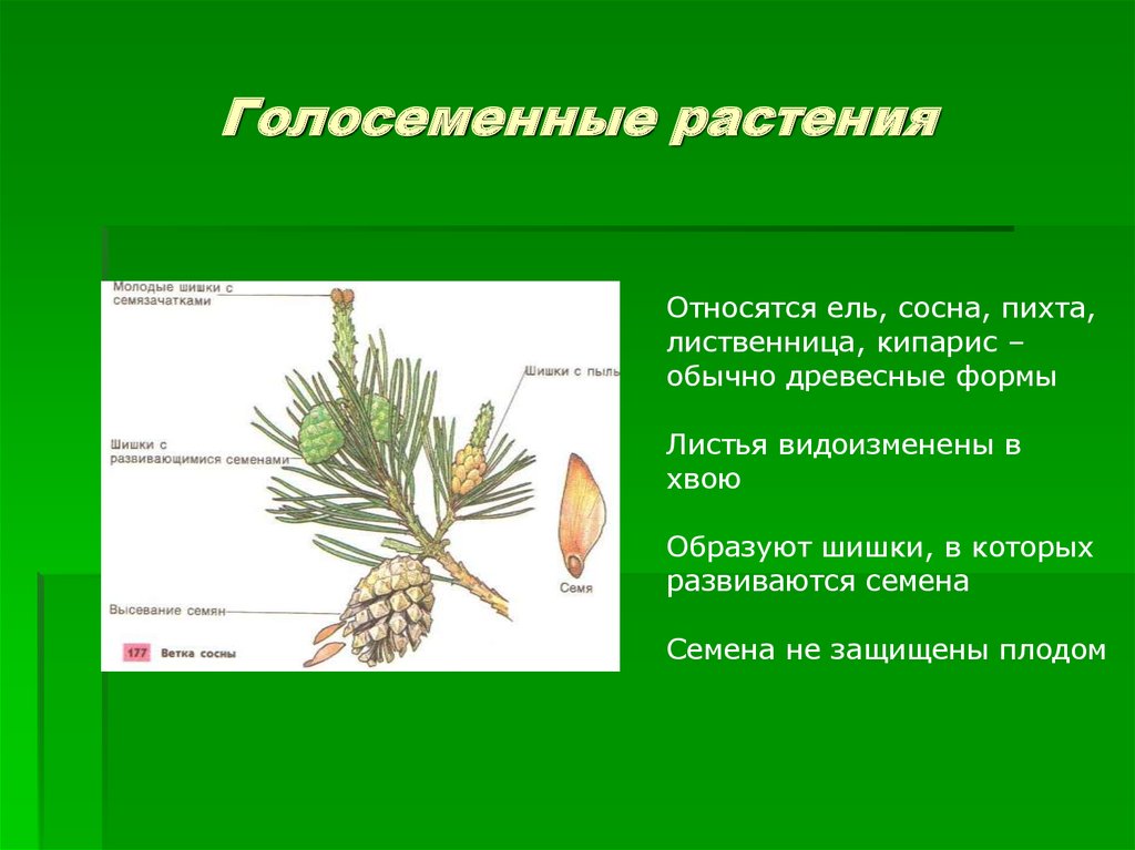 К голосеменным высшим растениям относятся