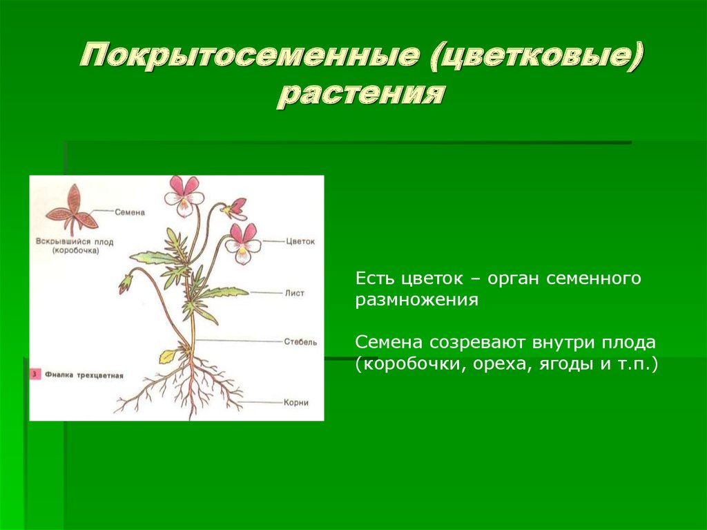 Органы покрытосеменных. Покрытосеменные цветковые растения. Строение покрытосеменных. Покрытосеменные растения органы растений. Покрытосеменные или цветковые.