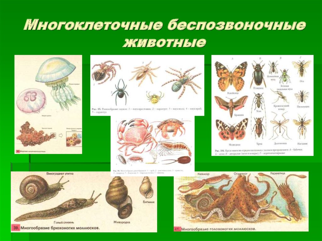 Какие организмы относятся к беспозвоночным животным. Беспозвоночные животные. Многообразие беспозвоночных животных. Многовлеточеые безпозвлнояеве. Многоклеточные животные.