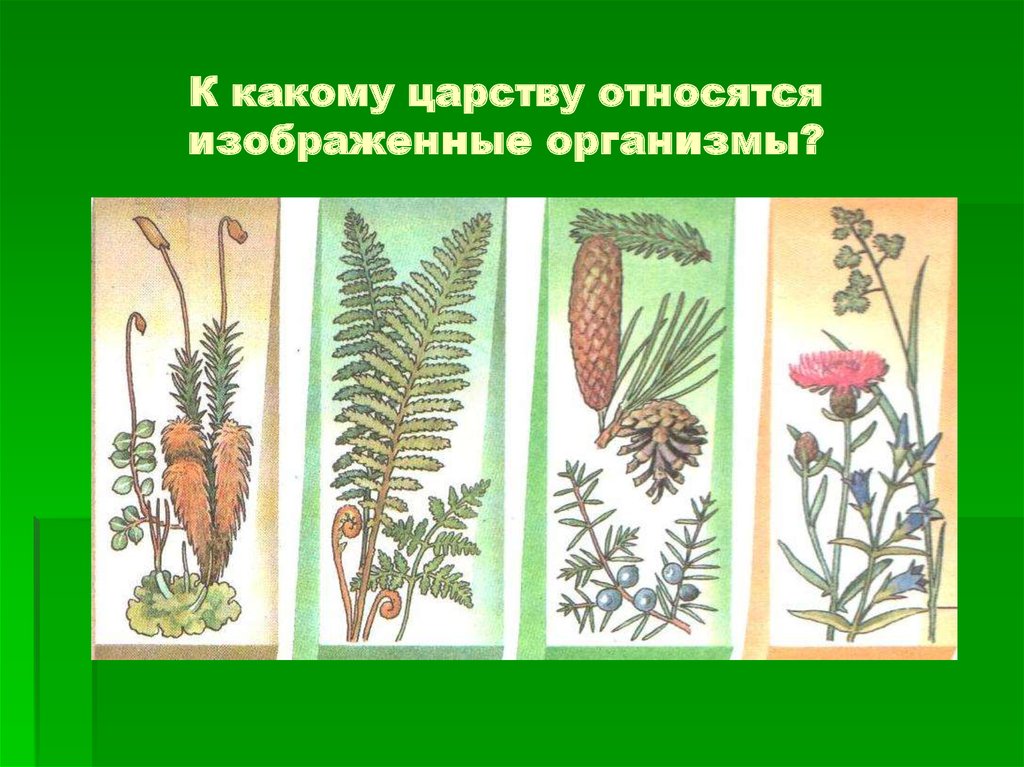 Растение изображенное на рисунке относится к отделу. К каким царствам относятся организмы. Изображённый на рисунке организм относится к. Живой организм к какому царству относится. К какому царству относится организм изображенный на рисунке.