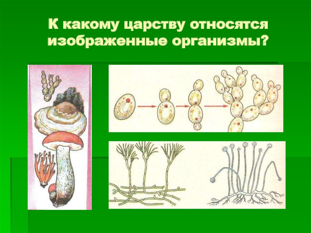 К какому. К каким царствам относятся организмы. К какому царству относятся изображенные организмы. К какому царству относится организм изображенный на рисунке. К какому царству относят рис.