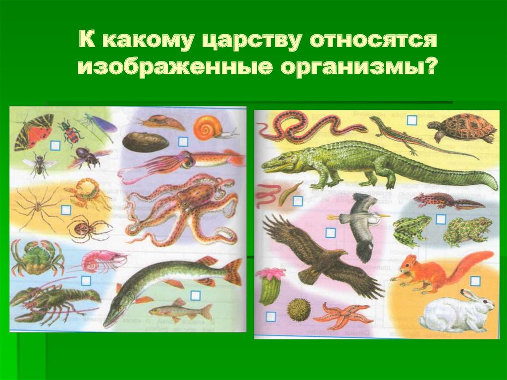 Изображенный организм. К каким царствам относятся организмы. К какому царству относятся изображенные организмы. К каким царствам организмов относят изображённые организмы. Какие животные организмы относятся к царству животных.