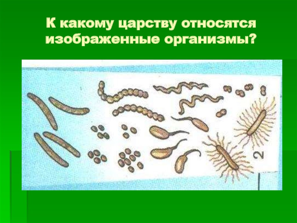 Выберите организмы относящиеся. К каким царствам относятся организмы. К какому царству относятся изображенные организмы. К каким царствам относят организмы изображенные на рисунке. Бактерии относятся к царству.