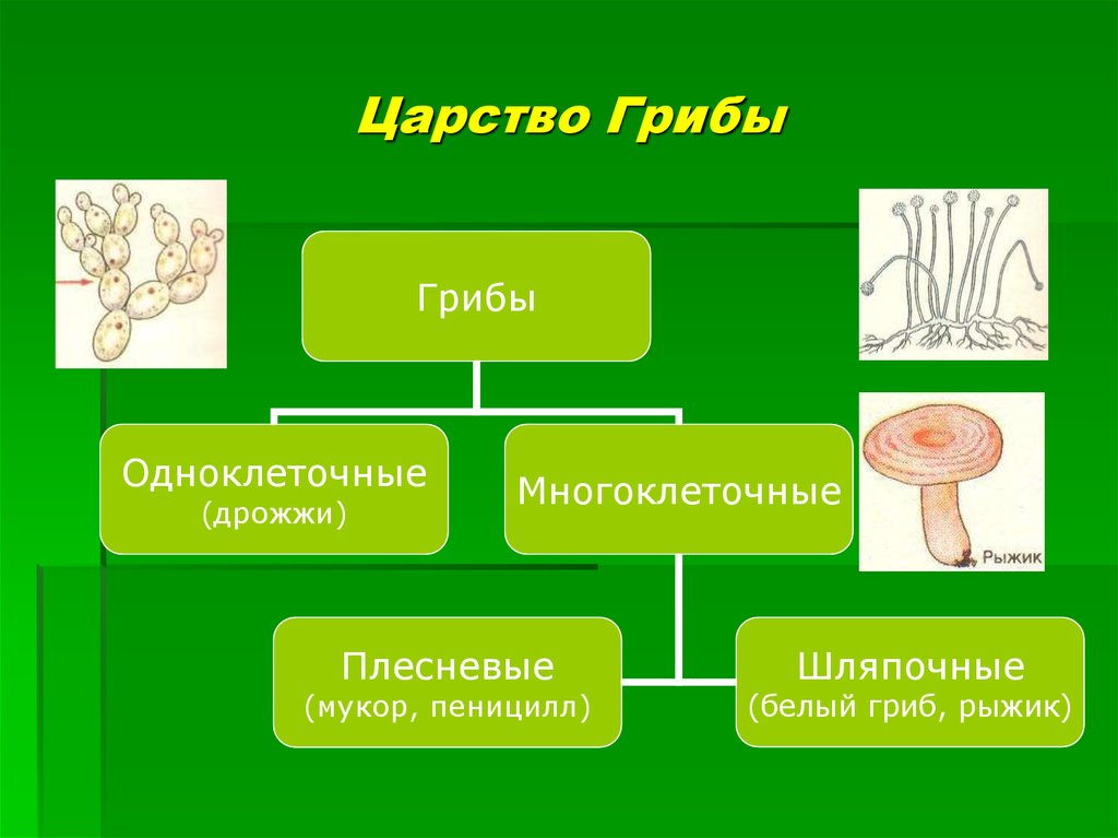 Есть царство грибов. Царство грибы грибы грибы одноклеточные и многоклеточные. Классификация грибов одноклеточные и многоклеточные. Царства живых организмов грибы. Царство грибов многоклеточные.