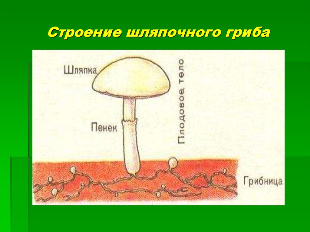 Лабораторная работа строение гриба. Строение шляпочного гриба шампиньона. Внутреннее строение шляпочного гриба. Строение шляпочных грибов 5 класс. Грибница шляпочных грибов.