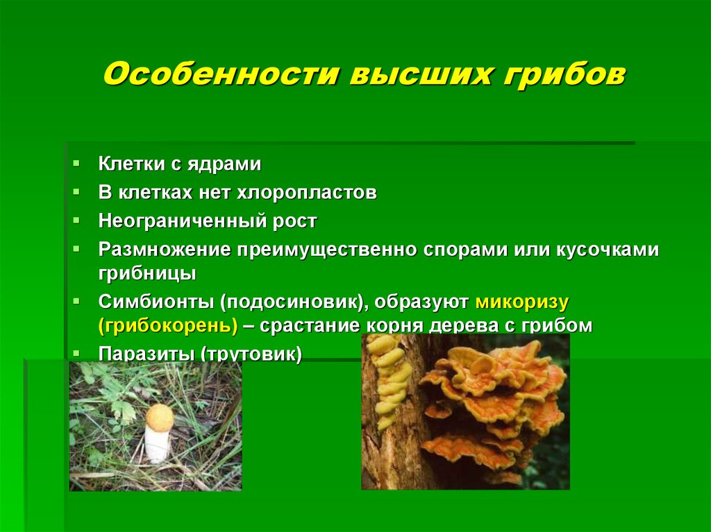 Особенности грибов в природе