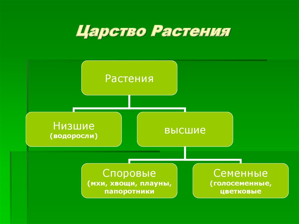 Высшие организмы. Схема царства растений 5 класс биология. Царство животные. Царство растений низшие и высшие. Царство высшие растения.