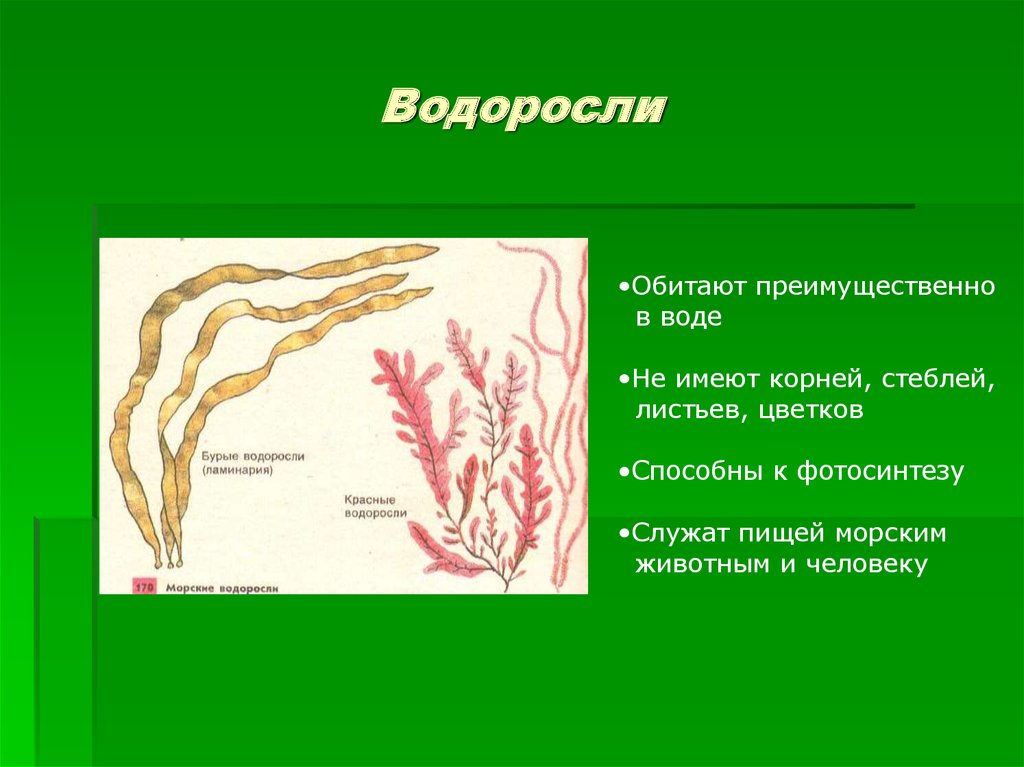 Водоросли не имеют ответ. Стебель водорослей. Корни водорослей. Водоросли корень стебель листья. Водоросли имеют корни.