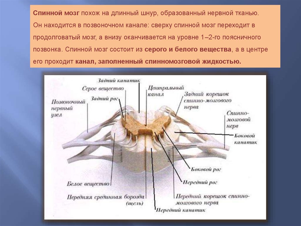 Ответы спинного мозга. Центральным спинномозговым каналом спинного мозга.. Центральный канал спинной мозг. Спинномозговой канал образован. Вверху спинной мозг переходит в.