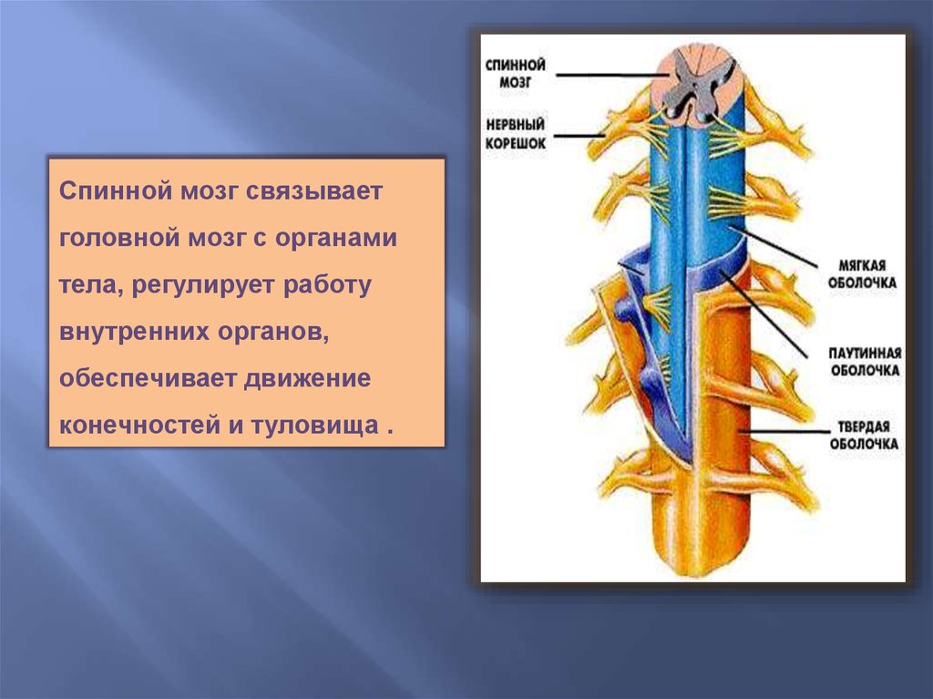 Передний столб спинного мозга. Спинной мозг и органы. Строение спинного мозга. Спинной мозг человека. Внутреннее строение спинного мозга.