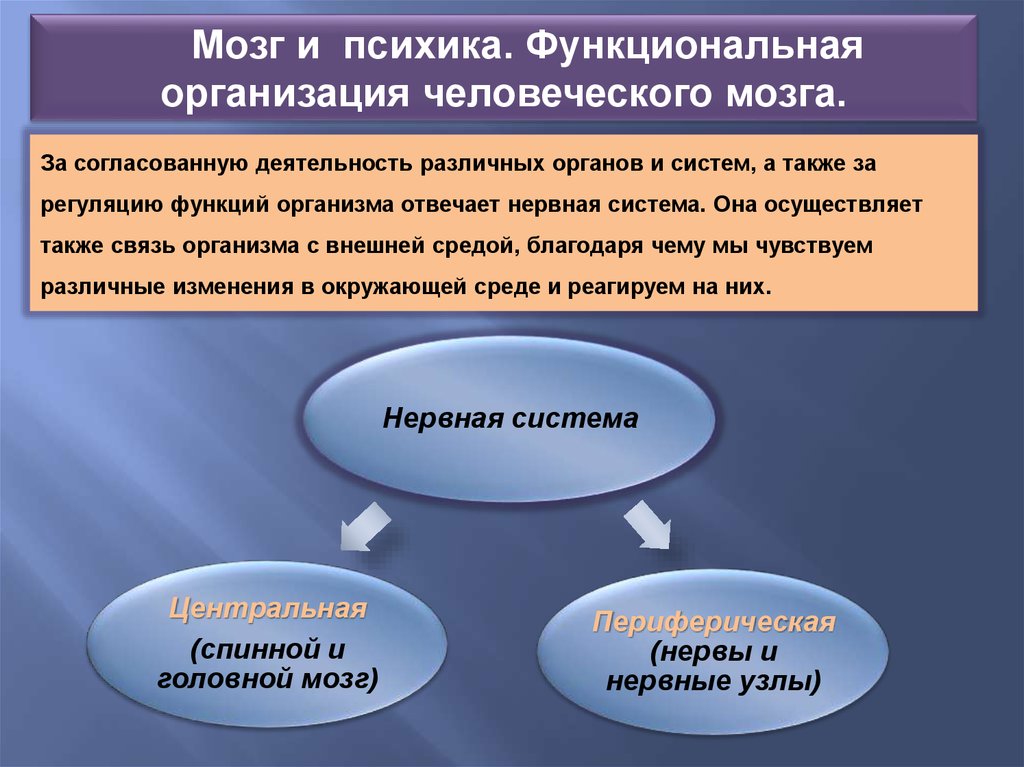 Вершина психического развития животных