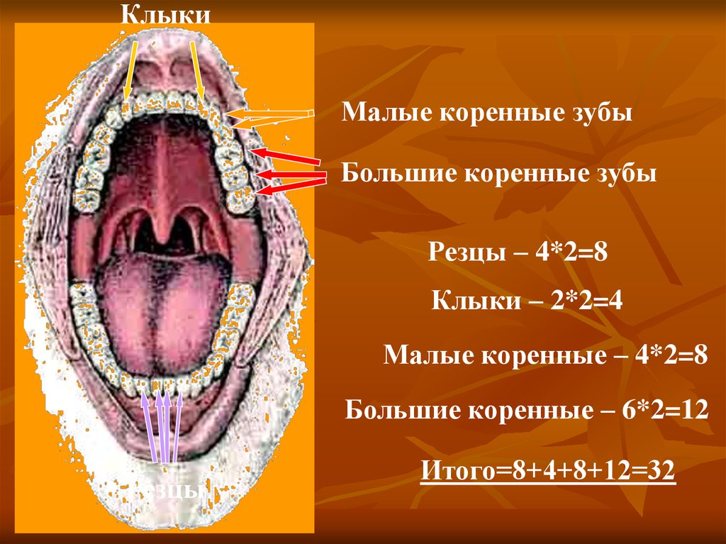 Большие резцы зубы. Зубы: резцы, клыки, коренные зубы.. Резцы клыки большие коренные.