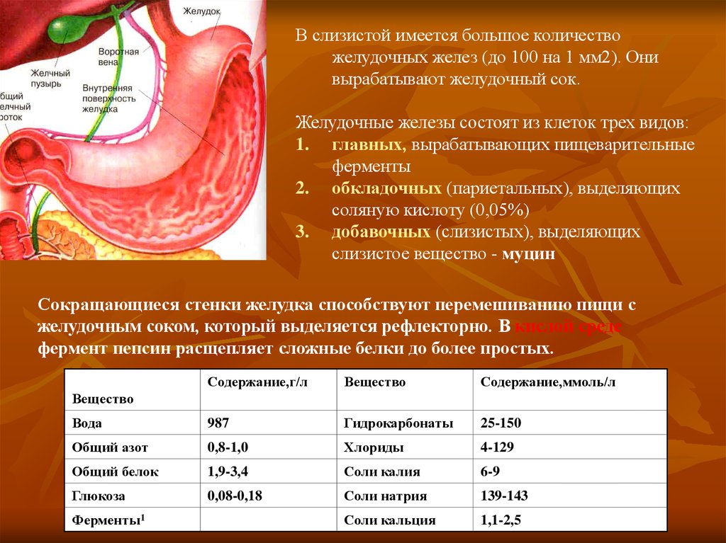 Слизистая оболочка желудка содержит. Железы желудка. Железы слизистой желудка. Пищеварительные железы и соки. Выработка желудочного сока.