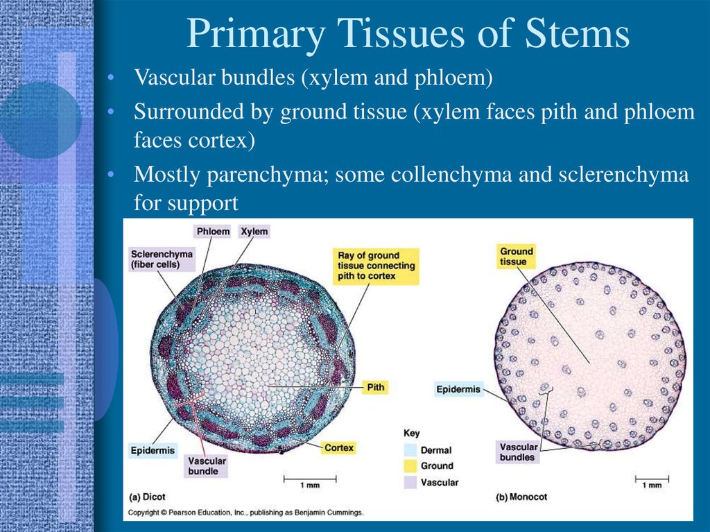Primary Tissues of Stems