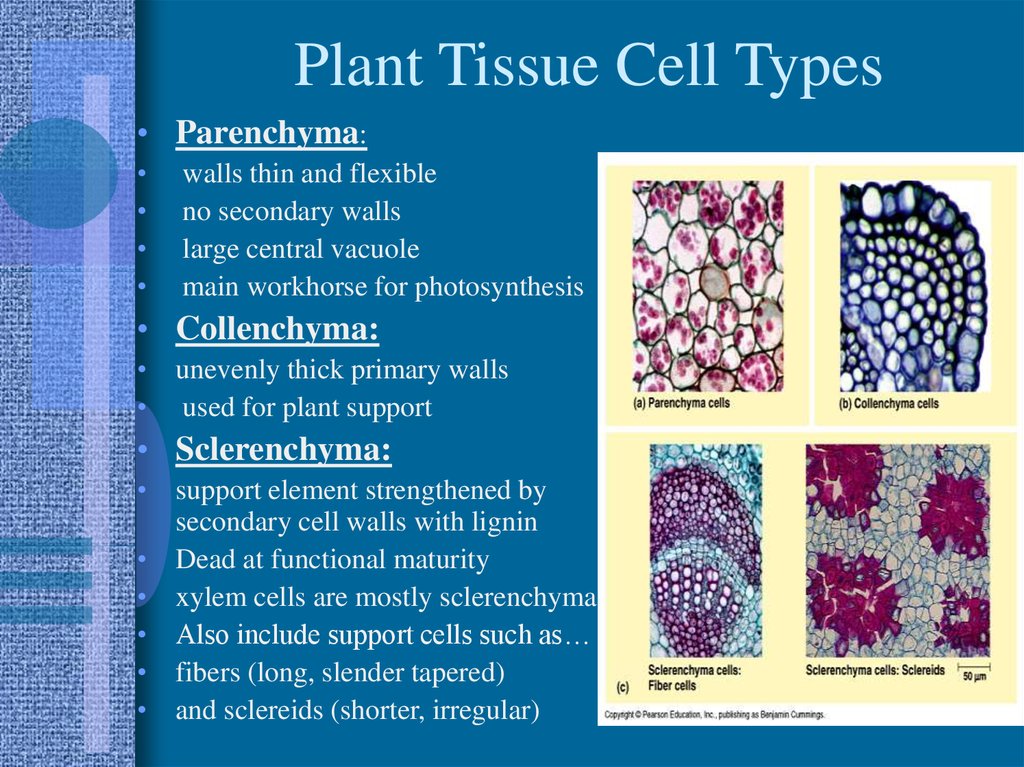 Plant tissues. Plant Tissue Types. Cell Types of Tissues. Secondary Plant Tissues. Sclerenchyma Tissue.