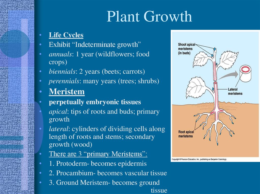 Plants presentation. Cycle of Plant growth. Growth in Plants. Structure of Plant community. Ground Meristem.