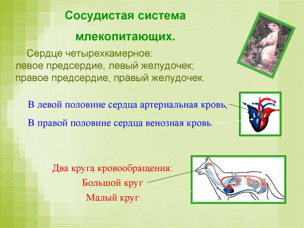 В сердце млекопитающих содержится. Кровеносная система млекопитающих. Строение кровеносной системы и сердца млекопитающих. Кровеносная система млекопитающих таблица. Артериальная кровь у млекопитающих.