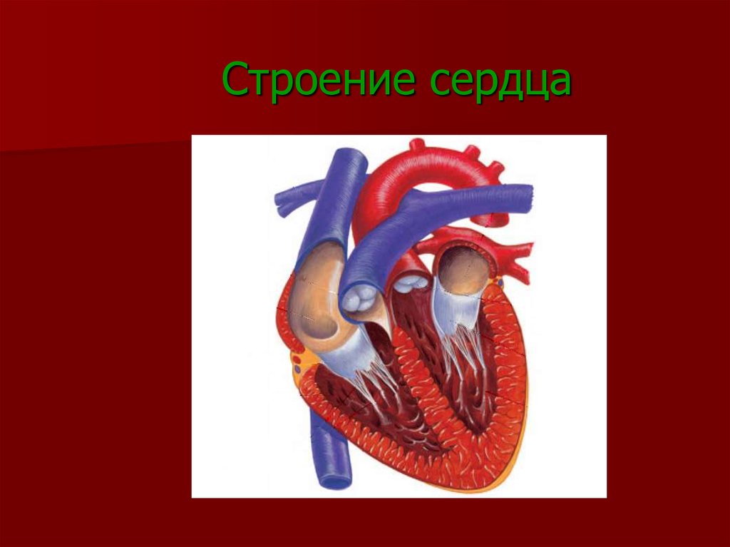 Сердце биология. Рис строение сердца. Рис 41 строение сердца. Строение сердца картинка. Анатомия сердца биология.