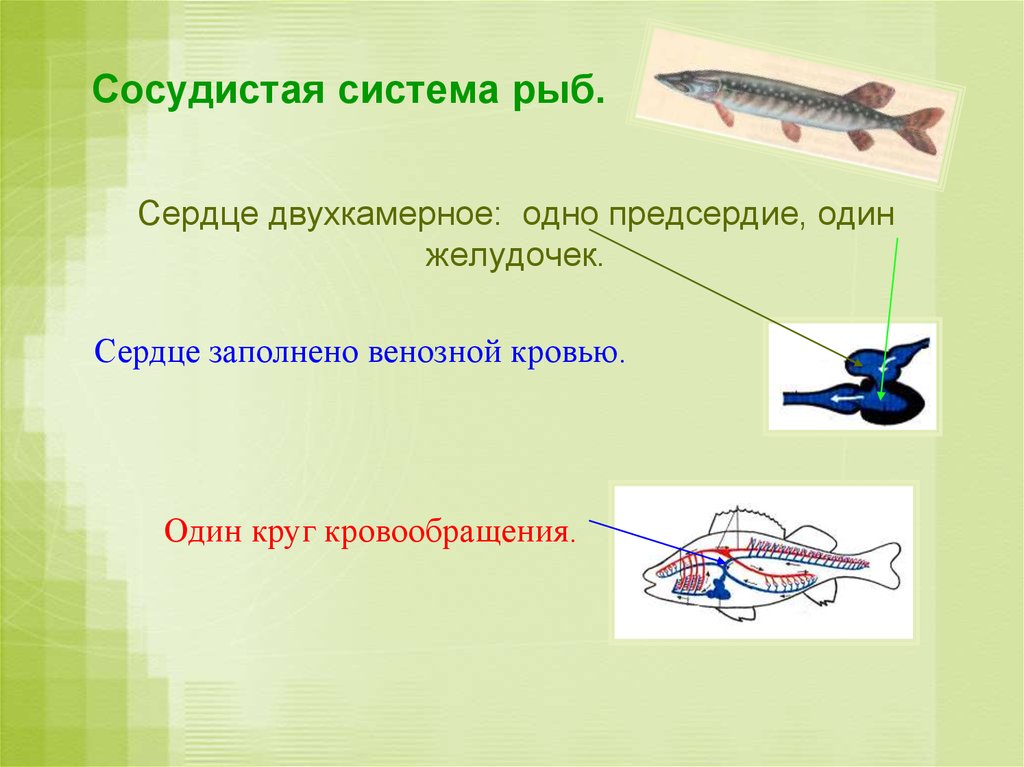 У рыб 1 круг кровообращения. Кровеносная система рыб. Кровеносная система карася. Кровеносная система рыбы венознаяткров. Кровеносная система щуки.