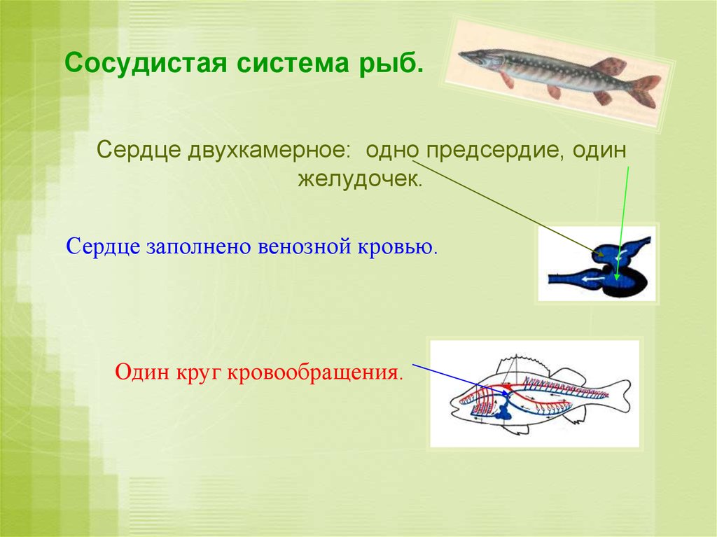Система рыб. Сосудистая система рыб. Кровеносная система рыбы венознаяткров. Двухкамерное сердце у рыб. Сердце заполнено венозной кровью.