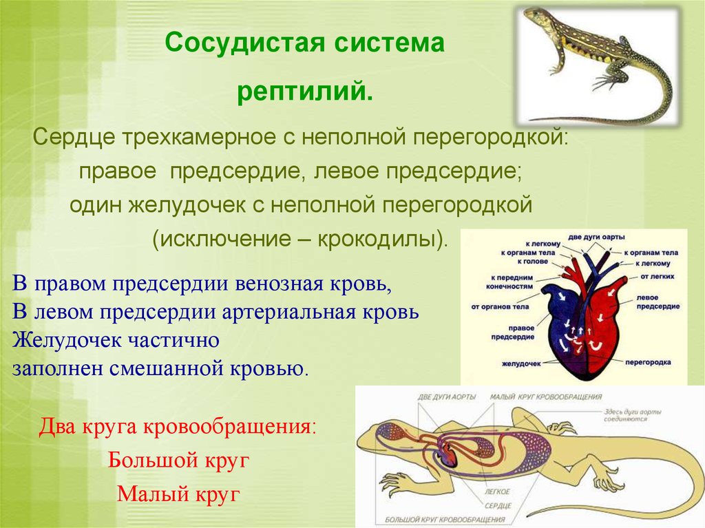 Презентация по биологии 7 класс кровеносная система кровь латюшин