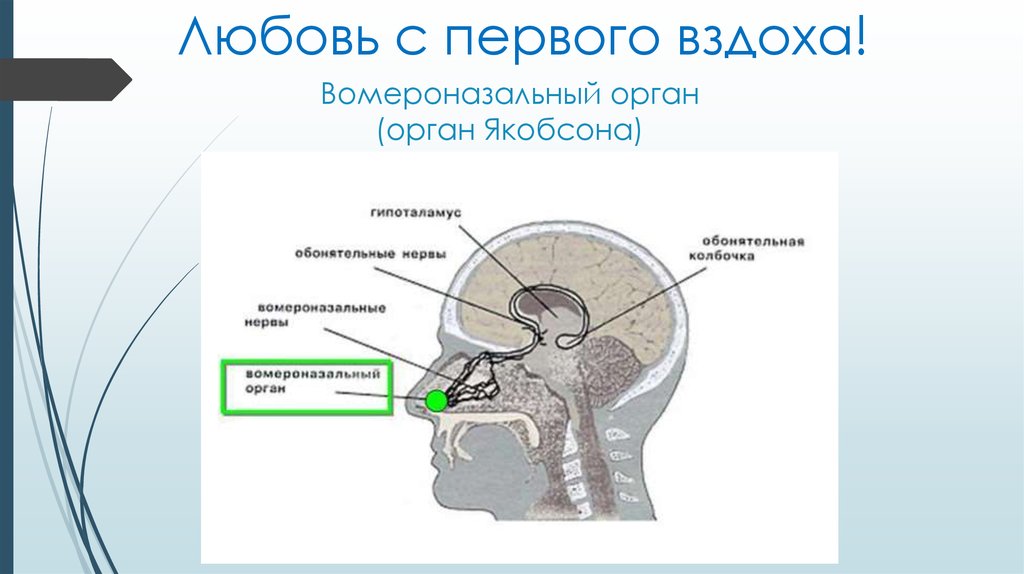 Часть органа обоняния обозначенная на рисунке цифрой 3