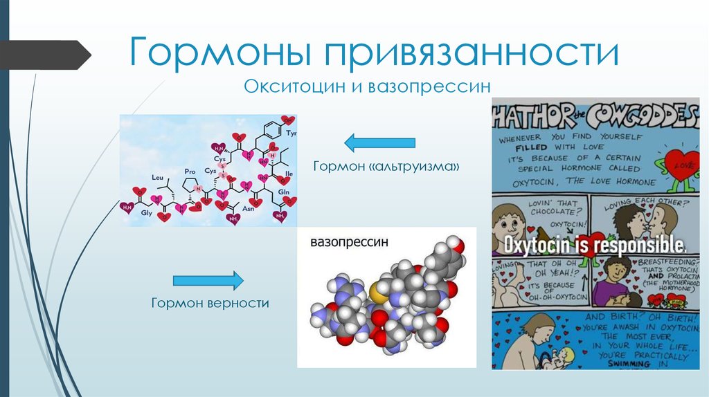 Окситоцин презентация биохимия