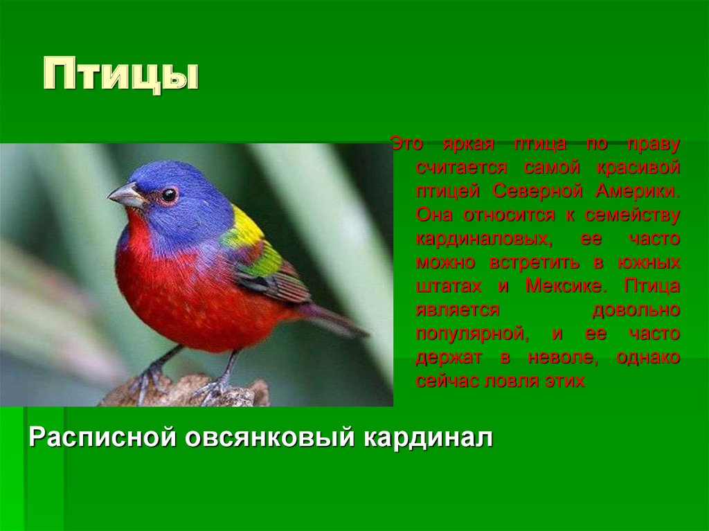 На птичьих правах. Птицы Северной Америки презентация. Северная Америка презентация для детей птицы. Птицы Северной Америки с текстом. Птица права.