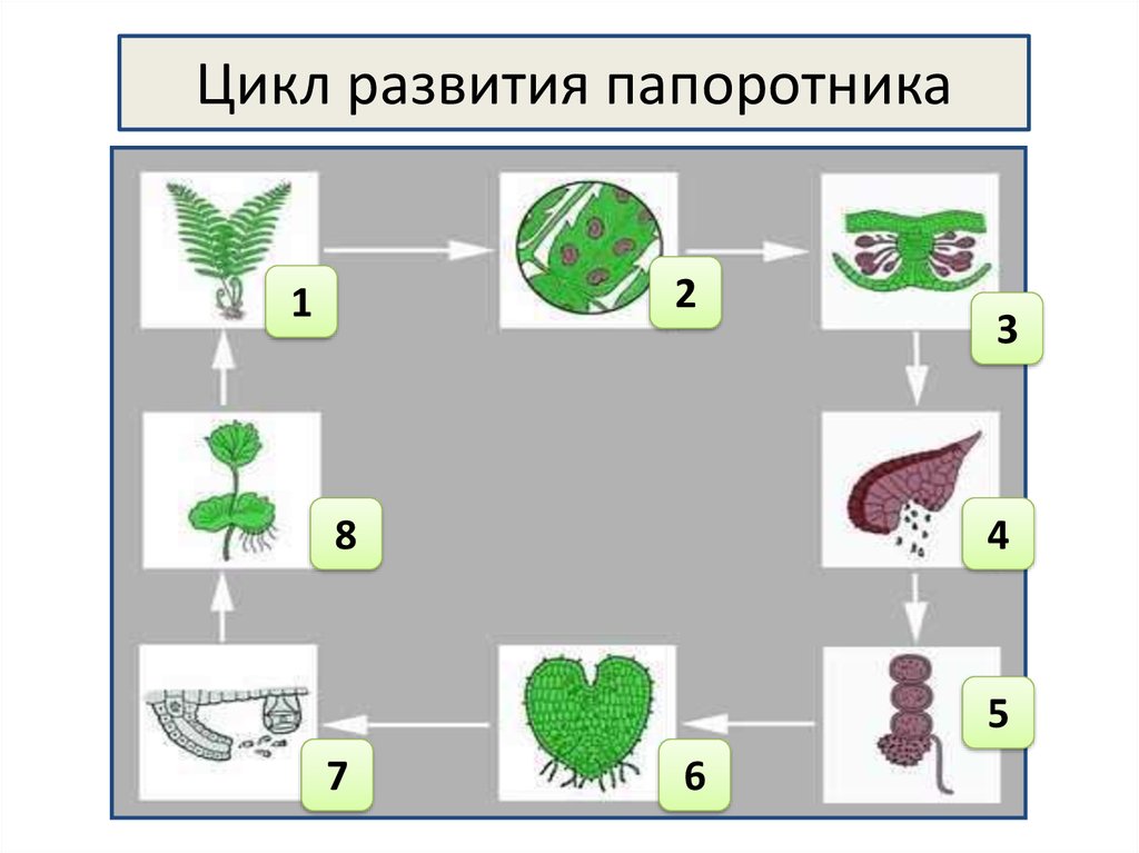 Пользуясь схемой опишите цикл развития папоротника стрелками покажите этапы развития