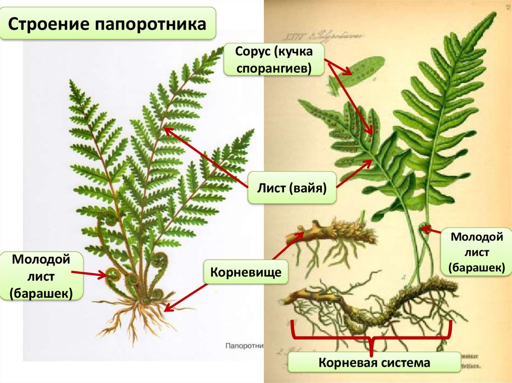 Папоротник рисунок биология. Органы папоротника щитовника. Вайя папоротника цикл. Папоротникообразные строение. Папоротник Щитовник мужской строение.