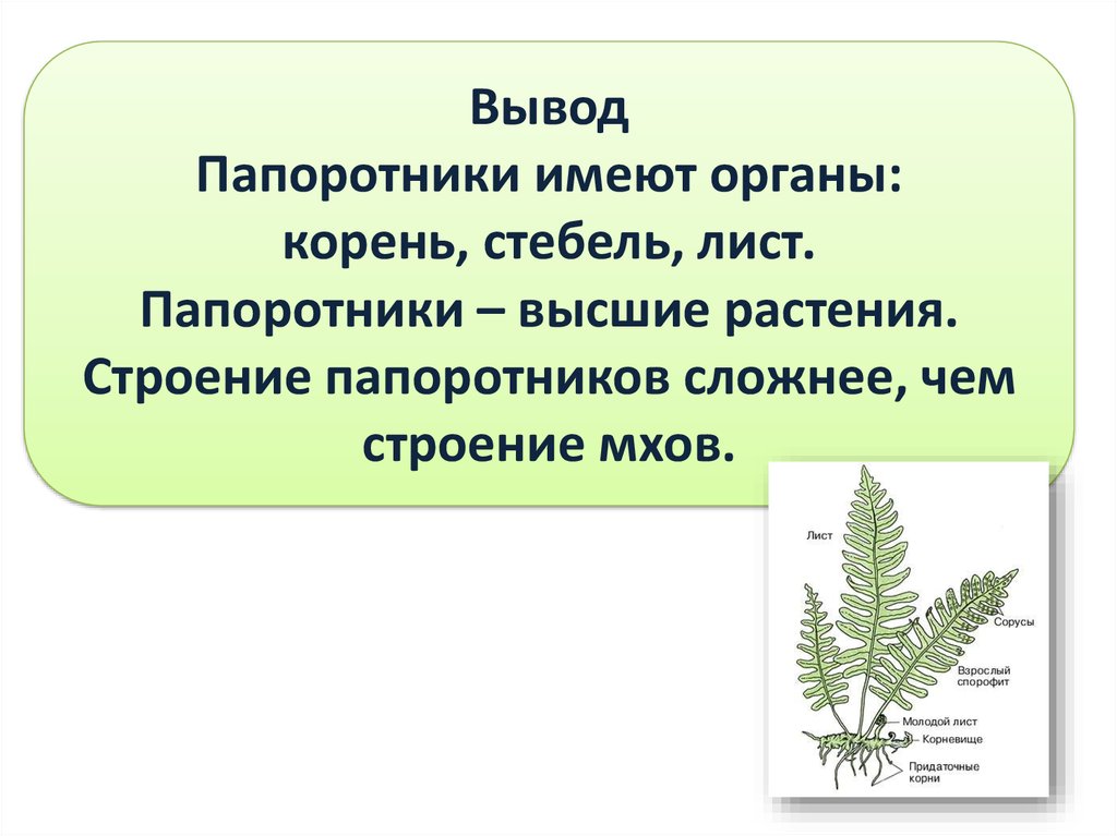 Какие особенности строения и физиологии папоротникообразных