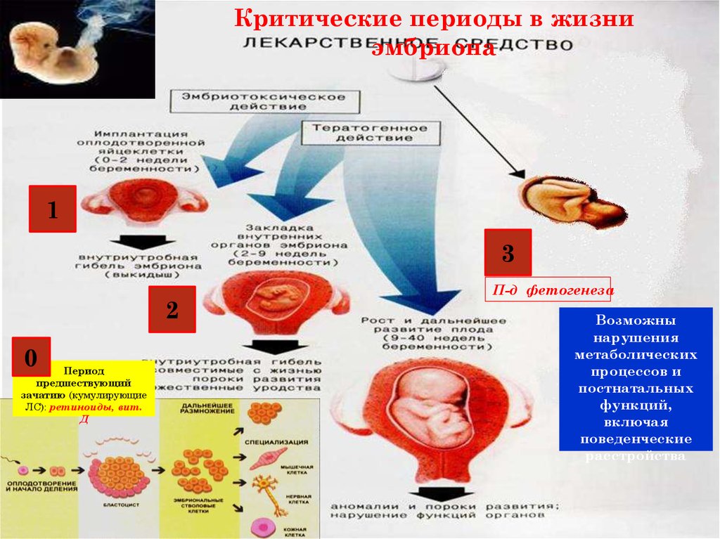 Иммунология беременности презентация