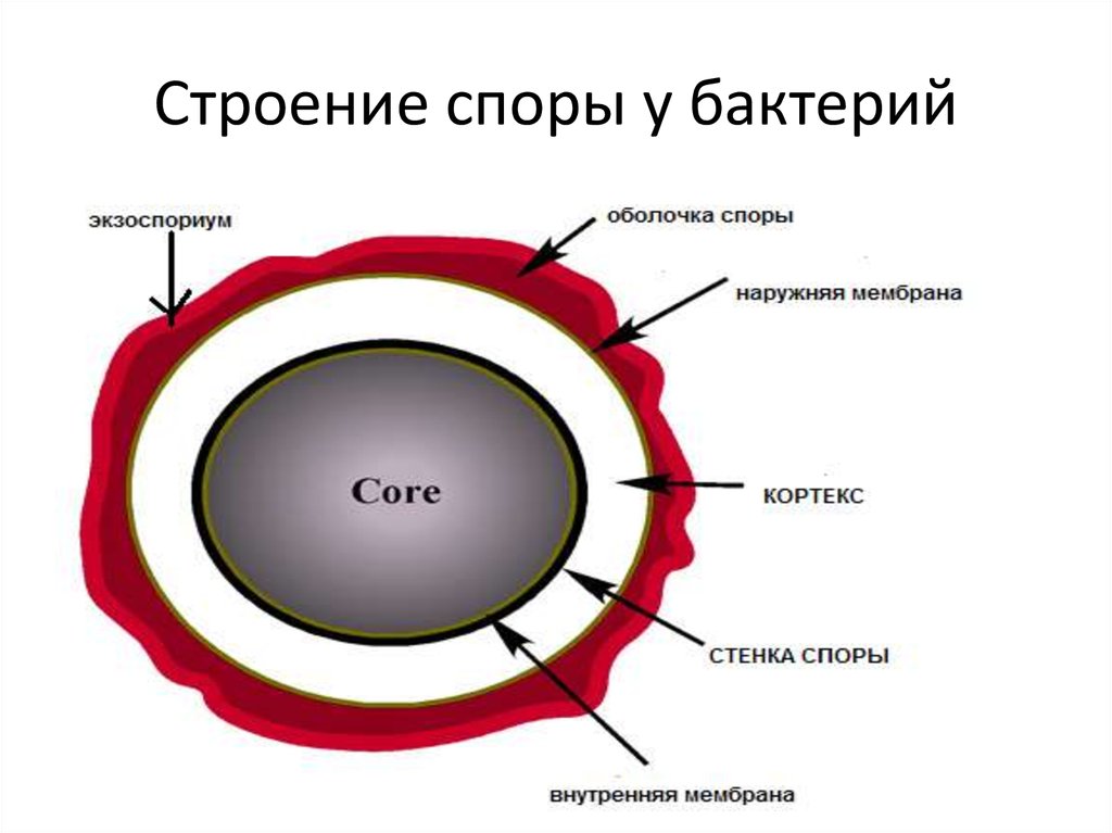 Какую функцию выполняют споры у бактерий кратко. Схема строения споры. Споры бактерий, строение, условия образования. Оболочки спор бактерий. Строение споры бактерий.