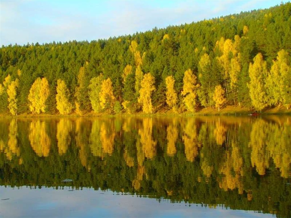 Архангельск республика башкортостан. Природа Башкортостана лес. Природа лес осень Нугуш. Благовещенск лес Башкирия. Белокатайский район березы.