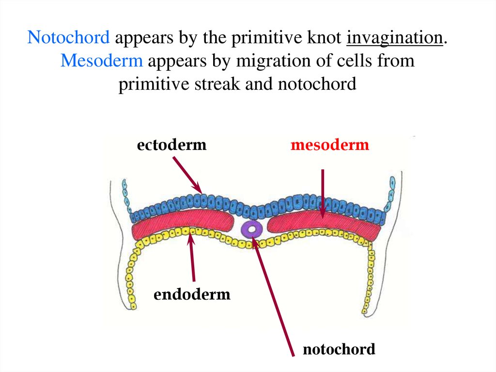 Notochord appears by the primitive knot invagination. Mesoderm appears by migration of cells from primitive streak and