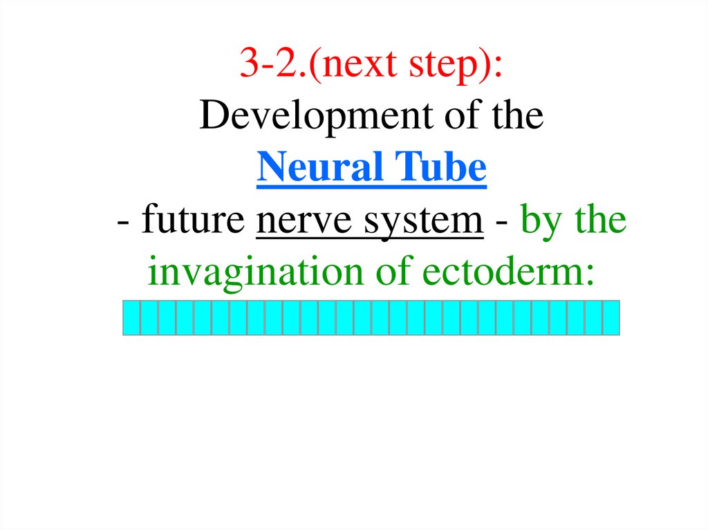 3-2.(next step): Development of the Neural Tube - future nerve system - by the invagination of ectoderm: